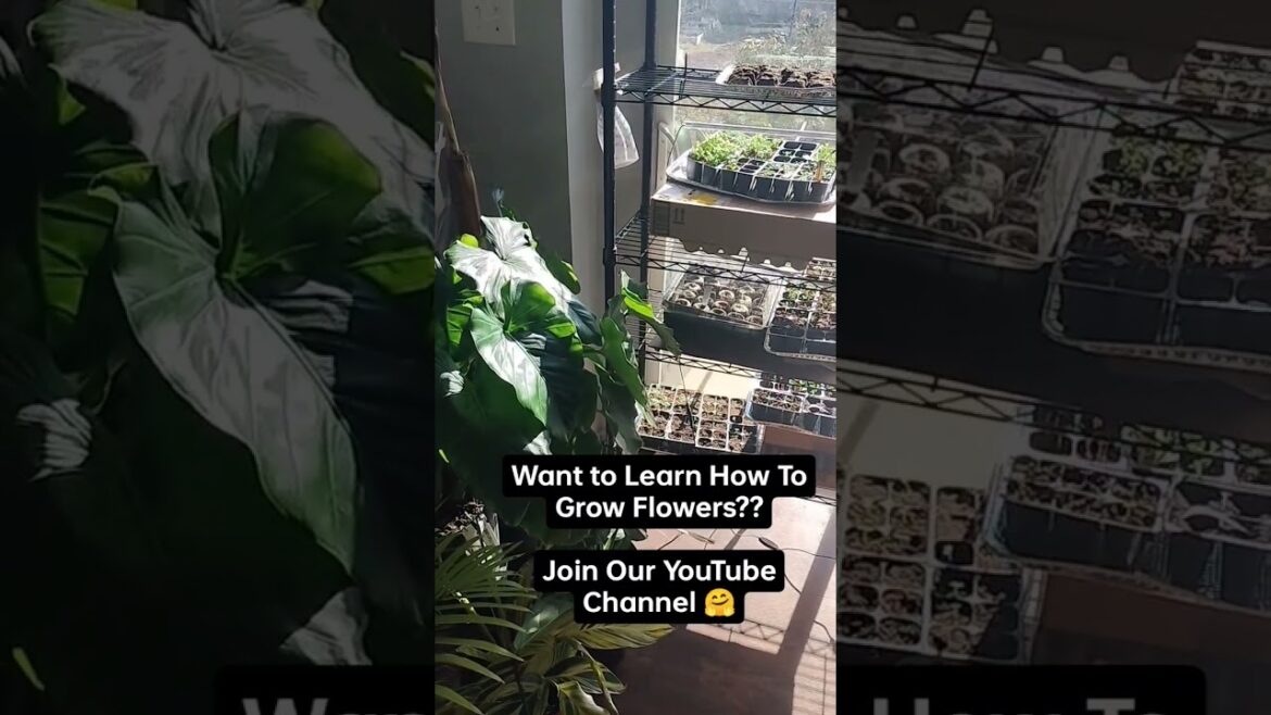 How To Start Seeds Grow Flowers. Start Gardening Now How To Start Seeds Grow Flowers. Start Gardening Now