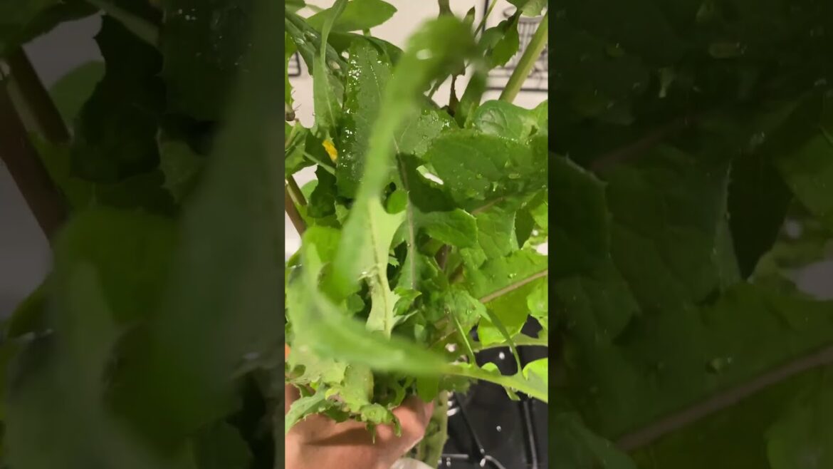 Edible weeds