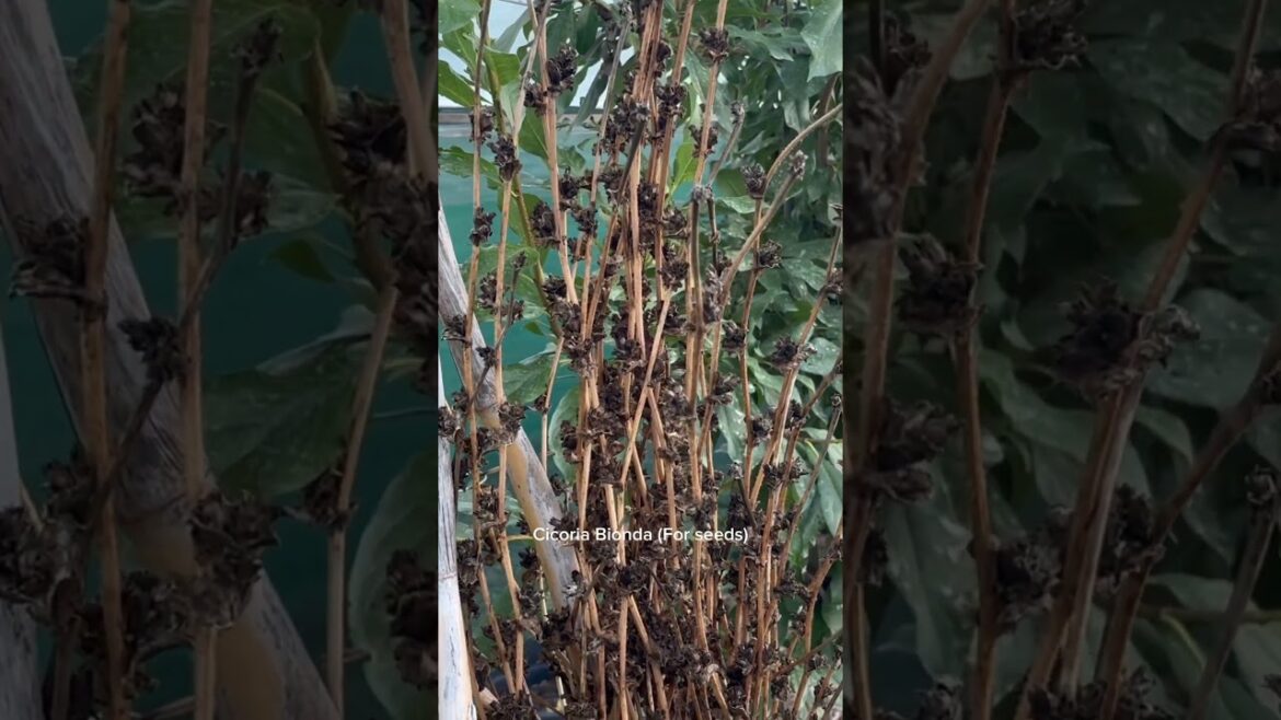 Come for a walk through Nick’s edible garden shade house #ediblegardening #growsomefood