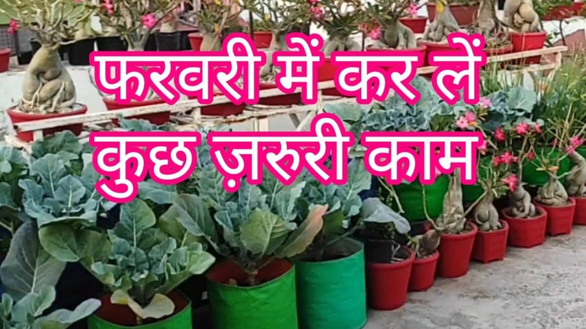 Important work in the February terrace garden