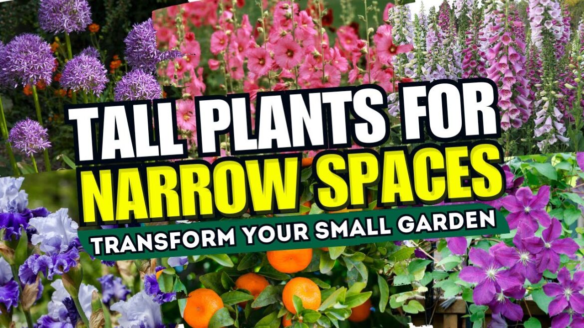TURN NARROW into WOW! ๐คฉ These 10 TALL Plants Will TRANSFORM Your Small Garden Spaces! ๐ฒ TURN NARROW into WOW! ๐คฉ These 10 TALL Plants Will TRANSFORM Your Small Garden Spaces! ๐ฒ