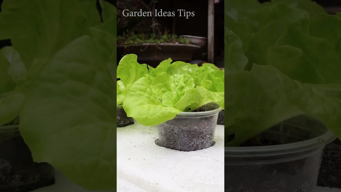 Simple garden design ideas at home