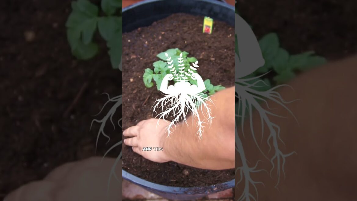 California Gardening: Plant Tomatoes Like a Pro! ๐
๐ฑ #Shorts Plant Tomatoes Like a Pro! ๐
๐ฑ #Shorts