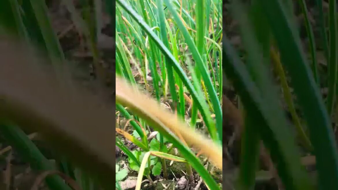 Garlic #garlic #plants #shorts #viral #reels #gardening .#foryou #vegetable #yt #ytshorts Garlic #garlic #plants #shorts #viral #reels #gardening .#foryou #vegetable #yt #ytshorts