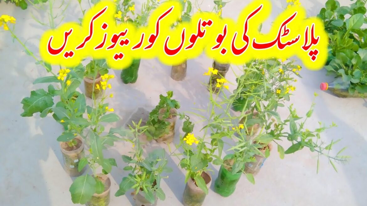 Recycle Plastic Bottles | Gardening Tips | Safia Home Garden Recycle Plastic Bottles | Gardening Tips | Safia Home Garden
