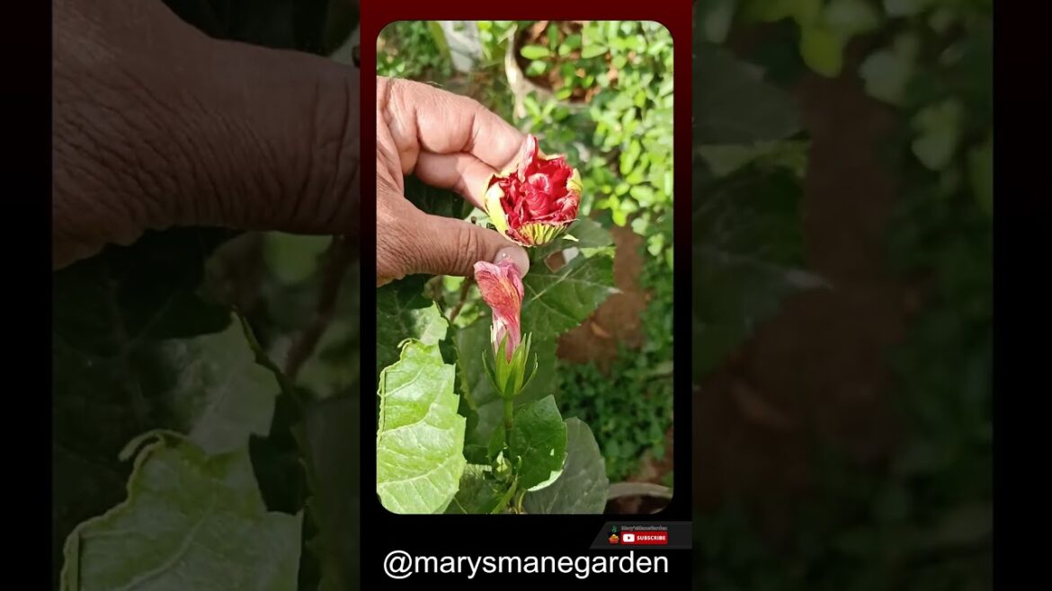 3ದಿನಕ್ಕೊಮ್ಮೆಯಂತೆ 30ದಿನ ಸ್ಪ್ರೇ ಮಾಡಿದ್ರೆ ಸಾಕು#marysmanegarden  #organic #gardener #organicfarming