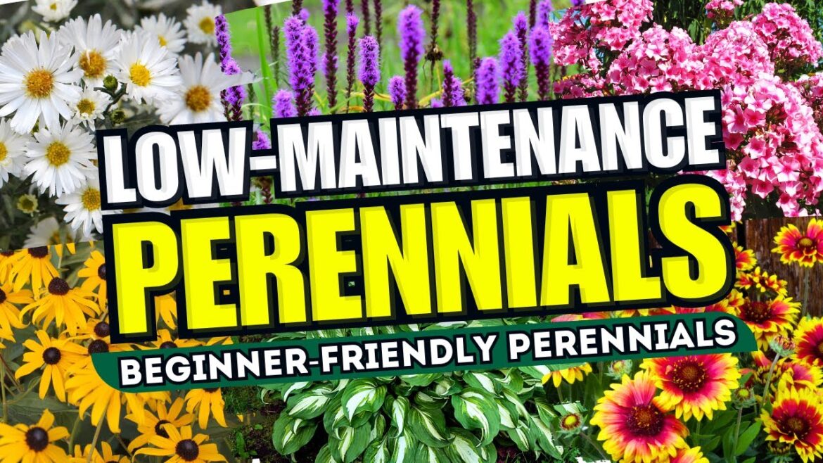 π Top 10 Low-Maintenance Perennial Flowers ANYONE Can Grow! – Beginner-Friendly πΌπͺ π Top 10 Low-Maintenance Perennial Flowers ANYONE Can Grow! - Beginner-Friendly πΌπͺ