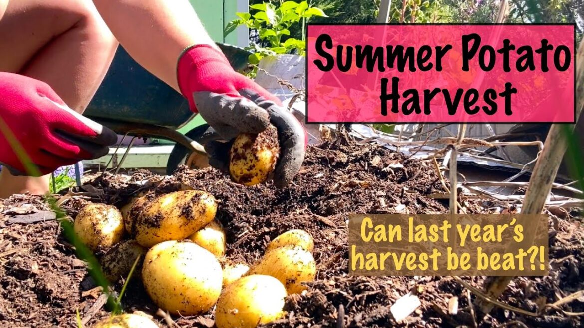 Summer Potato Harvest Grown In Containers