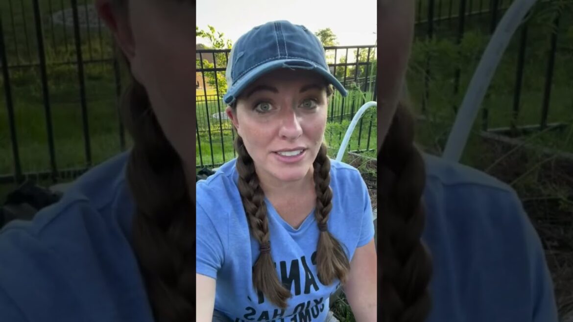 Tips for growing big carrots/ Garden tips #gardening #garden #growyourownfood