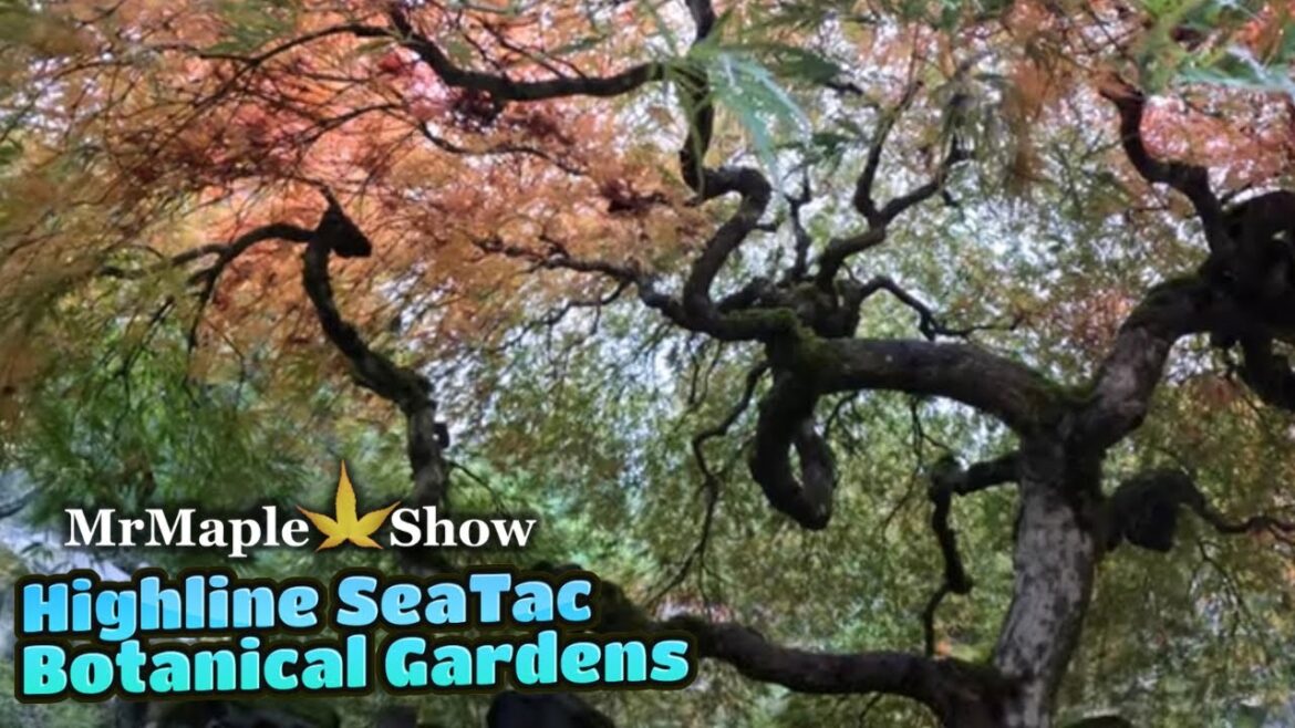 Highline SeaTac Botanical Garden Tour!  | Japanese Gardening with Japanese Maples & Conifers
