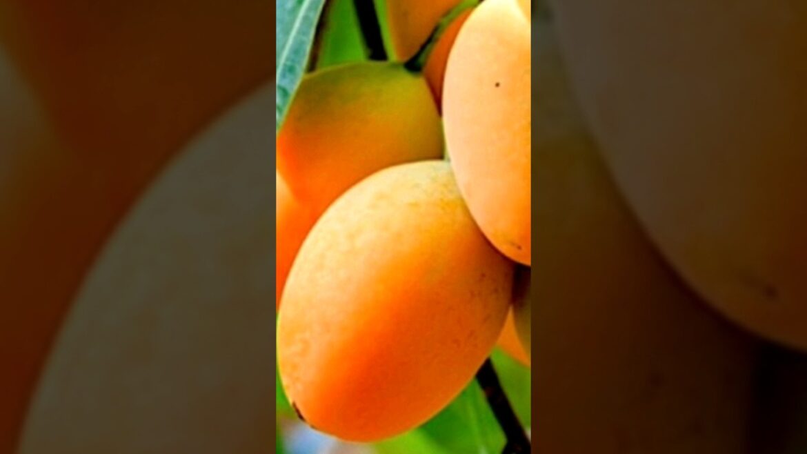 GROWING MANGO IN A POT/GROW MANGO AT HOME/GARDENING IDEAS.🥭🥭 #shorts #ideas#yearofyou GROWING MANGO IN A POT/GROW MANGO AT HOME/GARDENING IDEAS.🥭🥭 #shorts #ideas#yearofyou