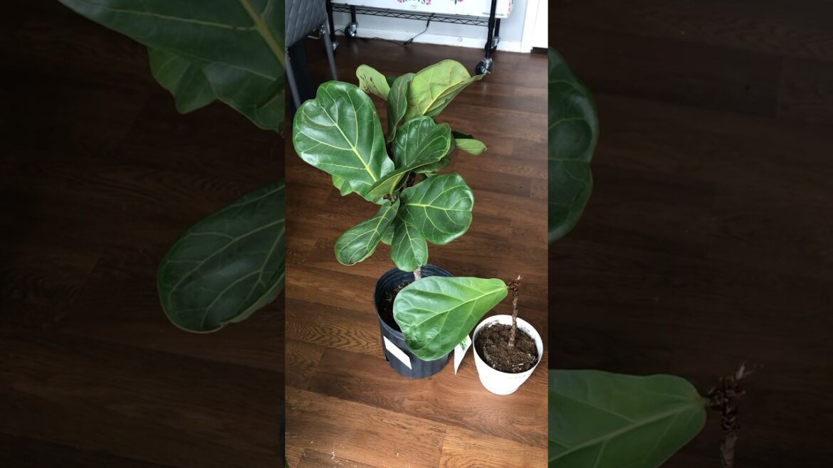 Watch how I brought back life to my Dying Fiddle Leaf Fig #fiddleleaffig #propagation #houseplants Watch how I brought back life to my Dying Fiddle Leaf Fig #fiddleleaffig #propagation #houseplants