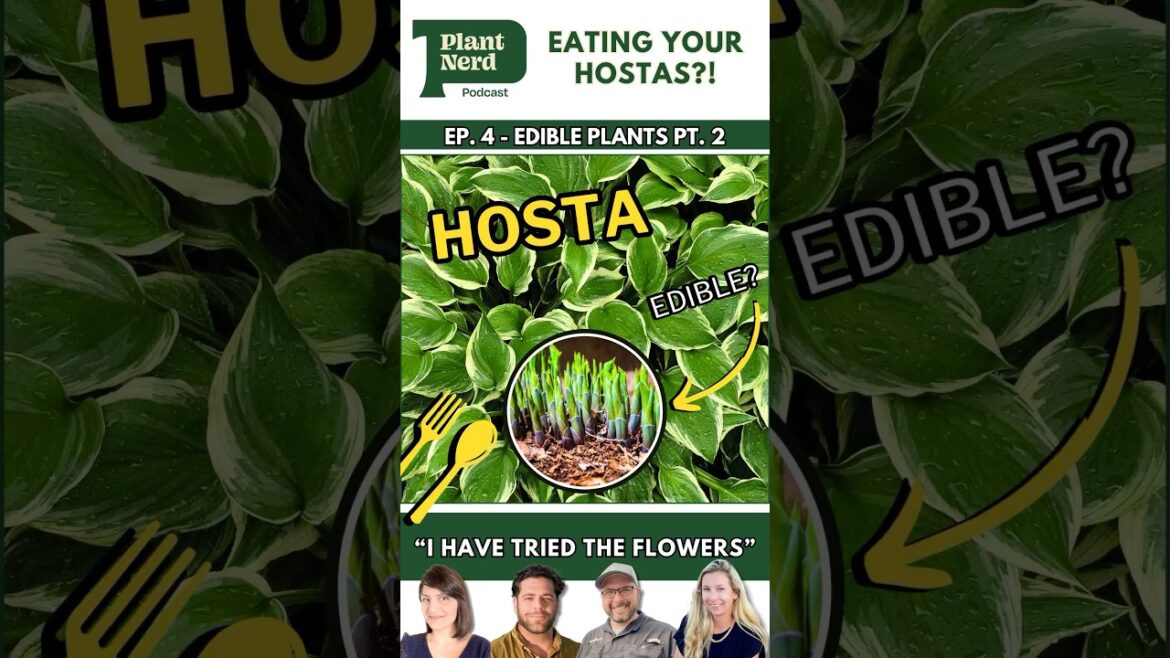 Edible Plants: You Can Eat Hostas?
