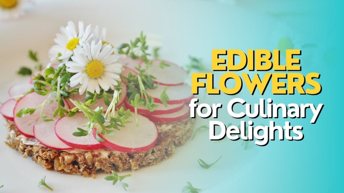 Exploring Edible Flowers for Culinary Delights