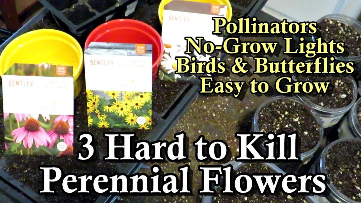 Gary Pilarchik: How to Start 3 Easy to Grow Hard to Kill Perennial Flowers for Garden Bees, Pollinators, & Birds How to Start 3 Easy to Grow Hard to Kill Perennial Flowers for Garden Bees, Pollinators, & Birds