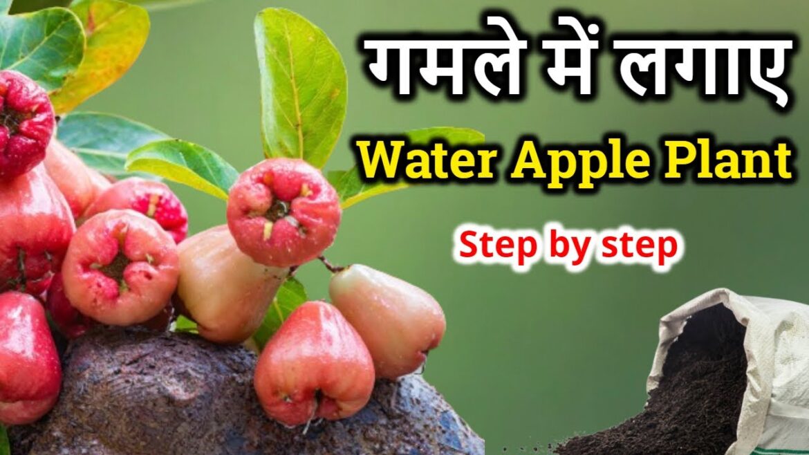 Container Gardening Magic: Growing Wax Apple in Pots! 🍎🌿 | Easy Tips & Tricks