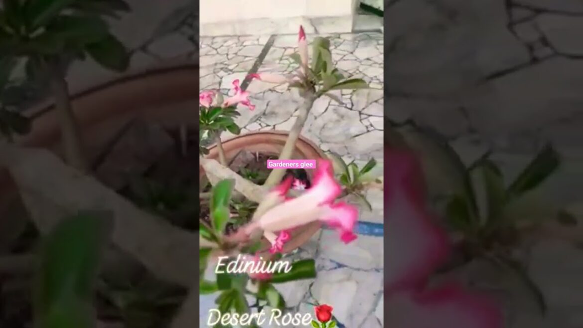 desert Rose ।। terrace garden।। #gardening #viral desert Rose ।। terrace garden।। #gardening #viral