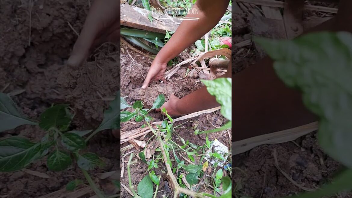 Yam Harvest | Backyard Garden| Terrace Garden| Food Forest| Self Sustain