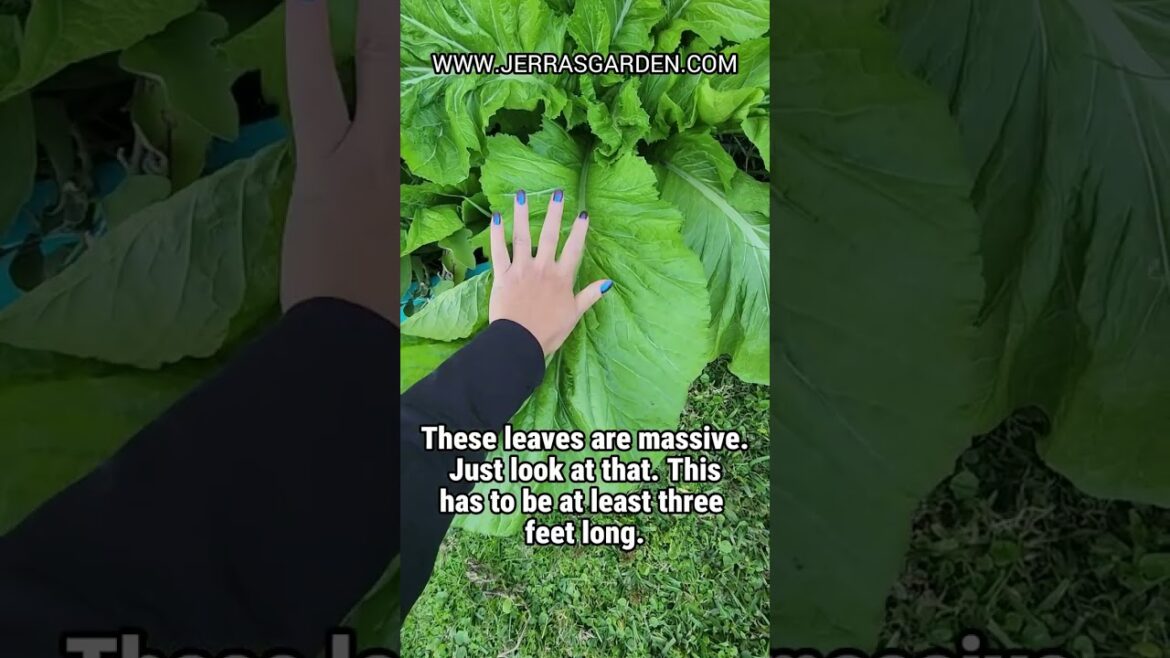 Mustard Green Marvel: Meet the Florida Broadleaf Giant Mustard Green Marvel: Meet the Florida Broadleaf Giant