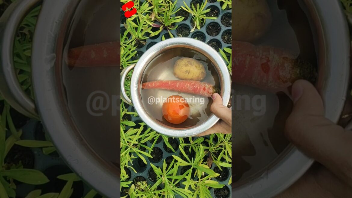 Tips for Plants Care | Plants Care Tips | Tips and Tricks | #viral #shorts #gardeningtips