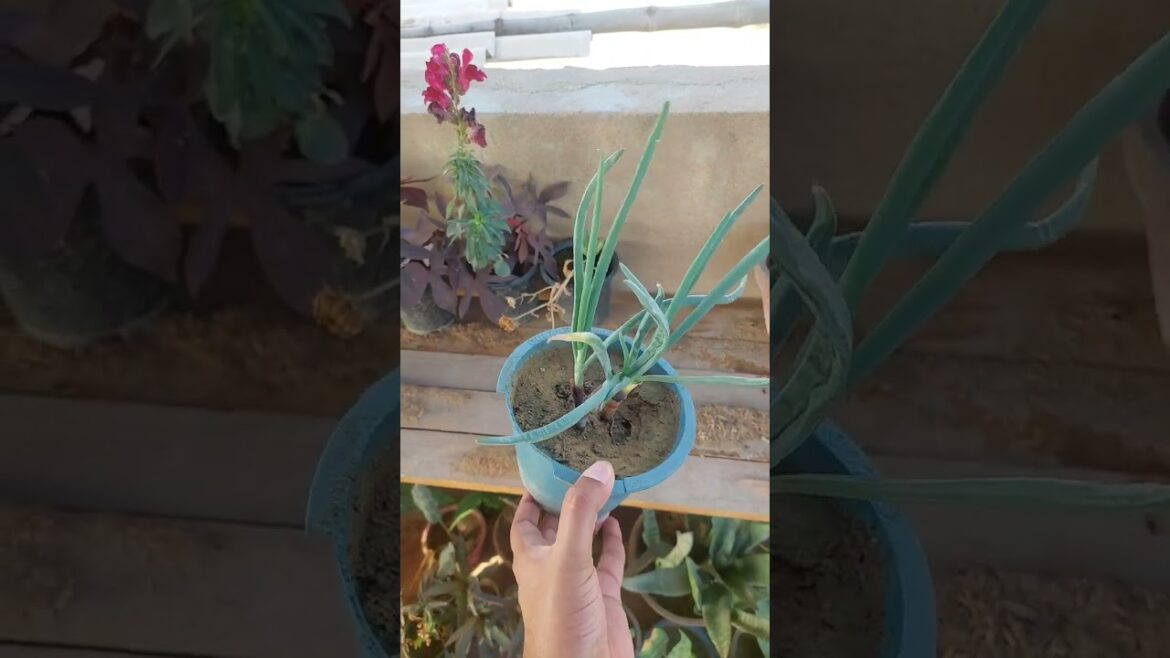 #regrowonion #onionplant #containergardening #rooftopgarden #gardening #kitchengardening #regrowonion #onionplant #containergardening #rooftopgarden #gardening #kitchengardening