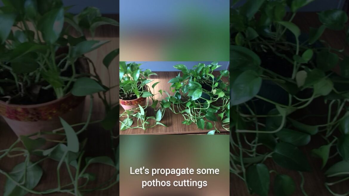 Pothos Propagation Made Easy! #gardeningtips #houseplants #gardening #pothosplant Pothos Propagation Made Easy! #gardeningtips #houseplants #gardening #pothosplant