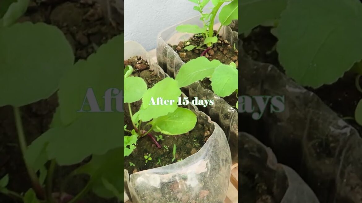 Gardening is not difficult with “giant” radish at home