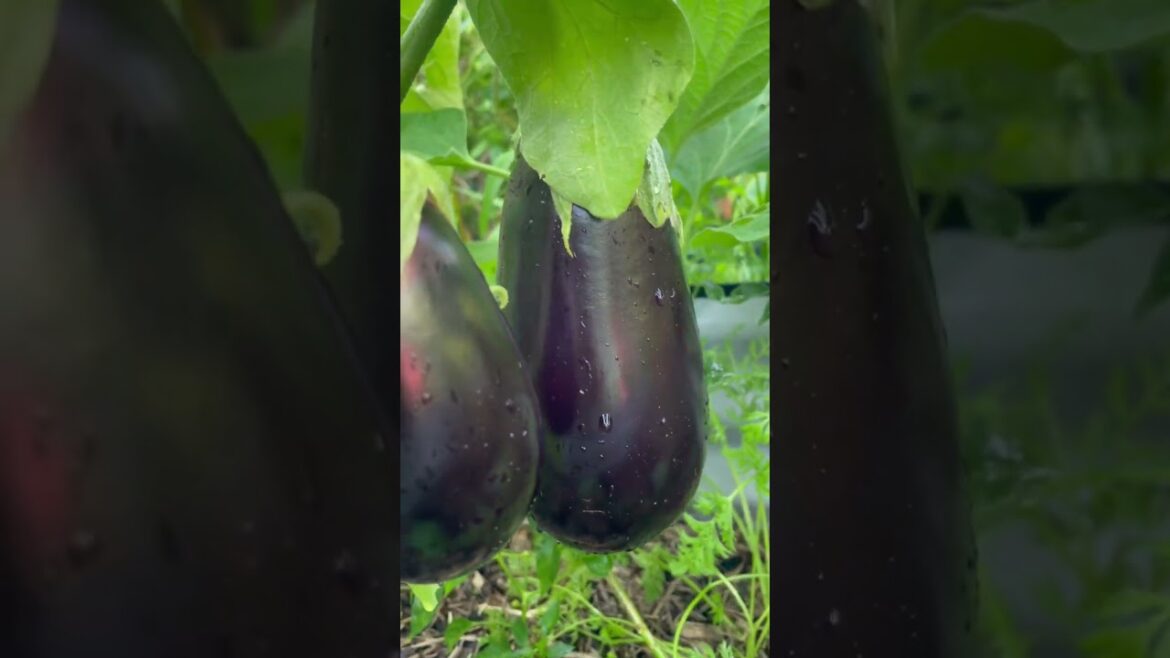 #eggplant #vegetablegarden #vegetables #beautifulnature #gardenbeds #ediblegardening