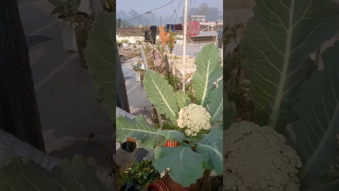 Harvesting Vegetables #shorts #youtubeshorts #terrace #gardening Harvesting Vegetables #shorts #youtubeshorts #terrace #gardening
