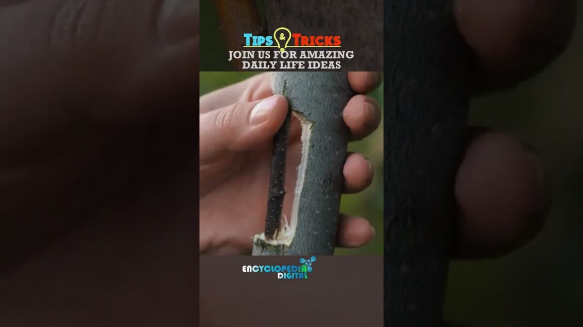 350 Gardening Hacks You NEED to Know in 2024 | Ultimate Beginner's Guide to Home Gardening Success