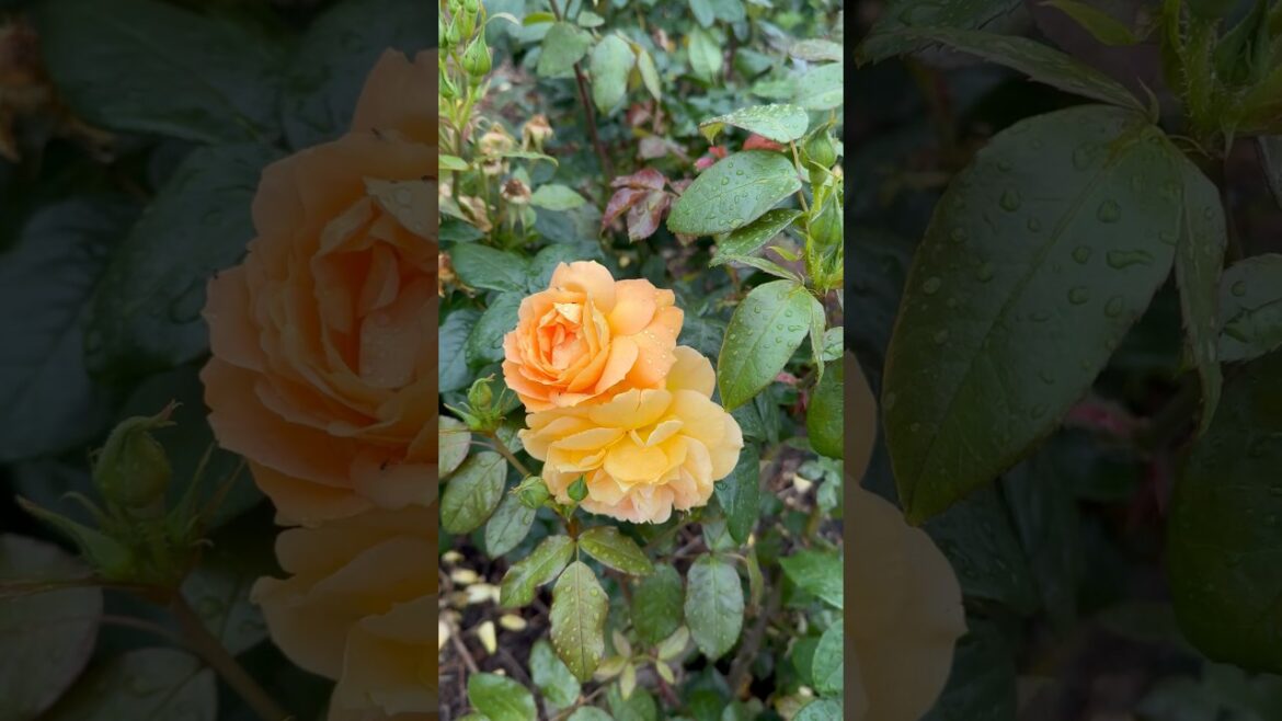 Yellow rose garden 🥀🍃🥀#rose #garden #trending #trend #viral #yt #youtubeshorts #youtube #nature