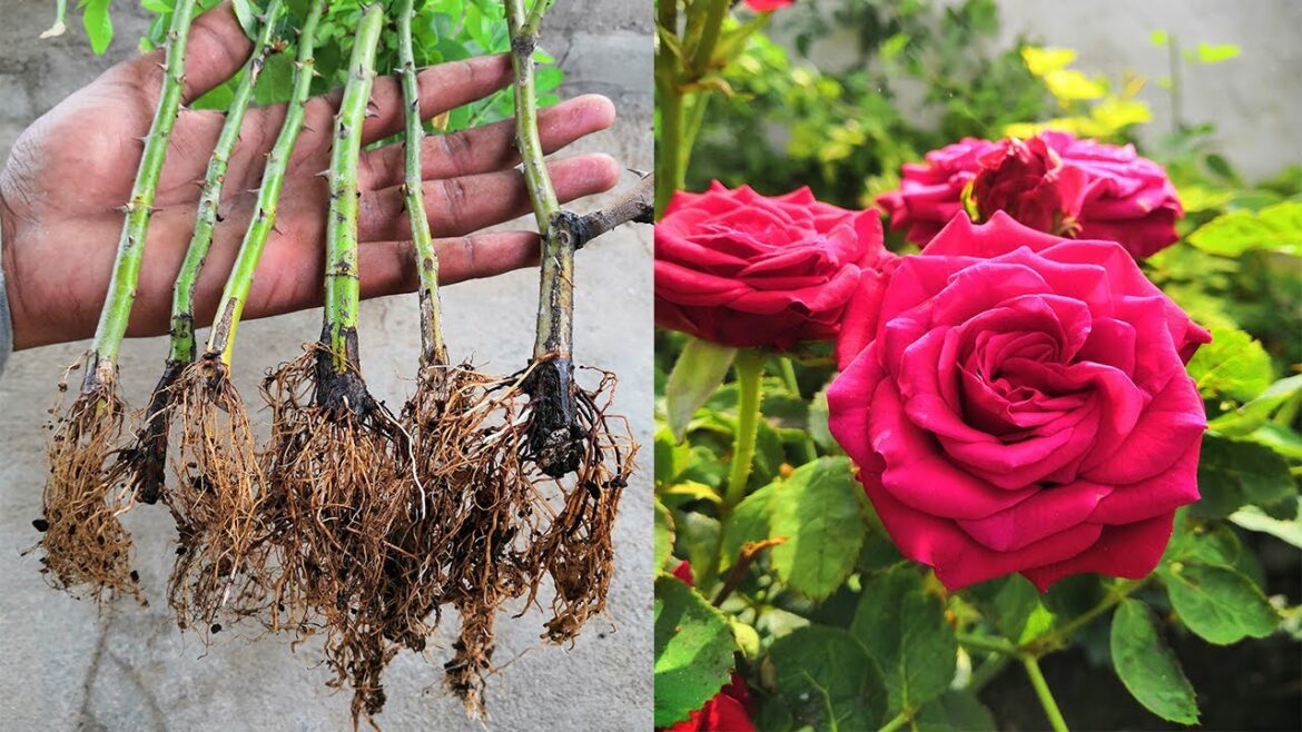 Grow roses from cuttings with a vitamin boost! | DIY gardening tips for healthy blooms