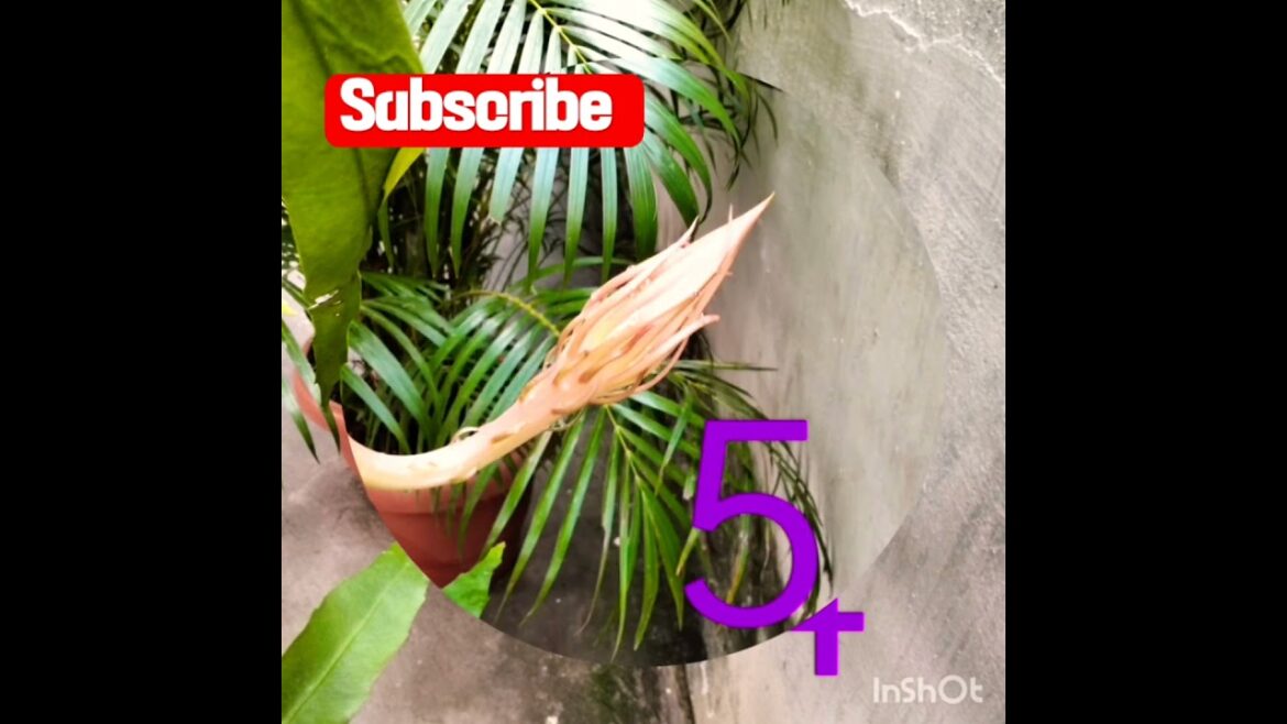 బ్రమకమలం in my garden బ్రమకమలం in my garden