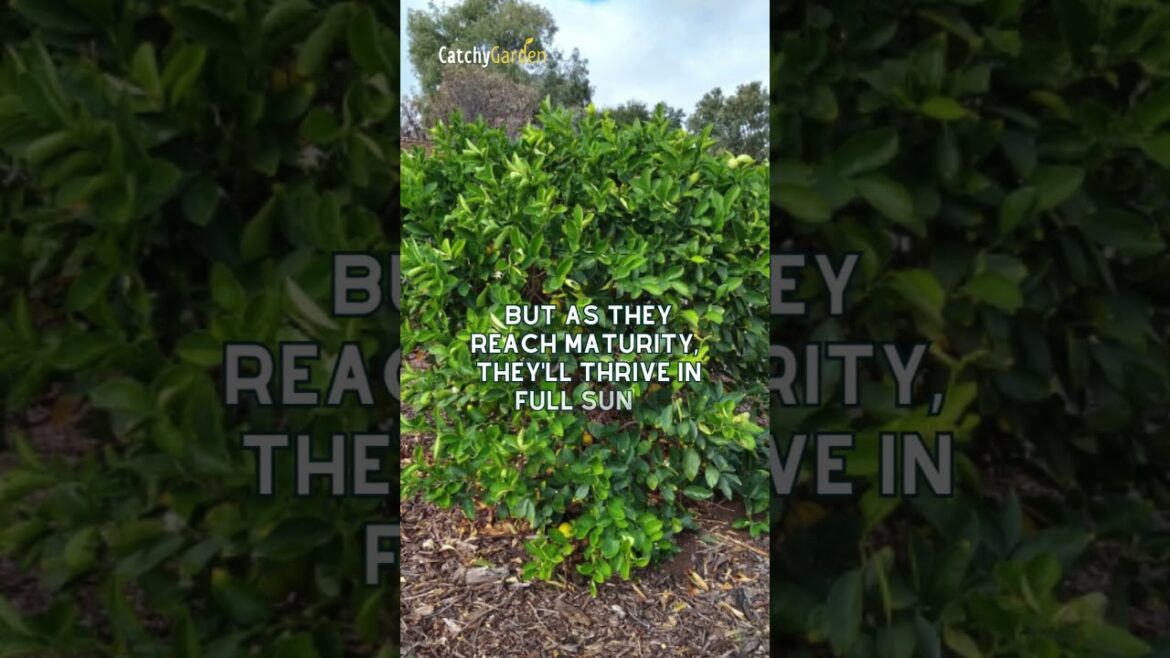 ππ³ Speedy Screens: 4 Trees that Skyrocket for Instant Privacy! // #shorts #gardening ππ³ Speedy Screens: 4 Trees that Skyrocket for Instant Privacy! // #shorts #gardening
