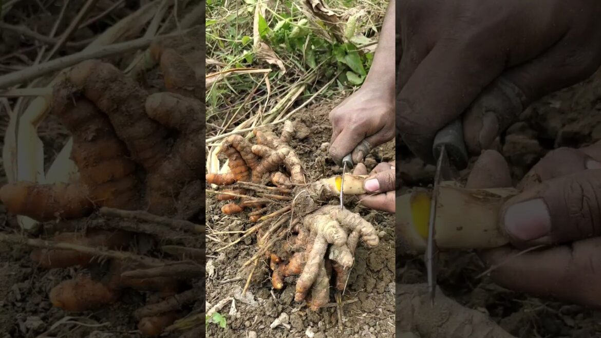 #termaric cultivation #shortvideo #termaric cultivation #shortvideo