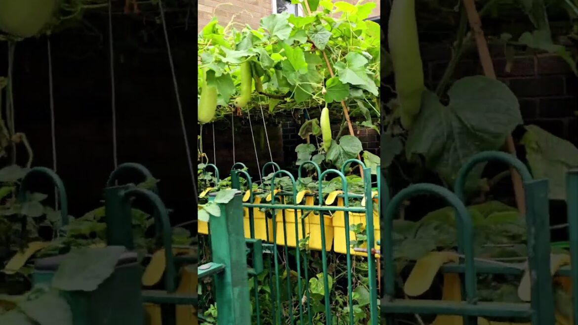 #homegardening #amazing organic vegetable garden at home #bottle Gourd Vertical Gardening #gardening