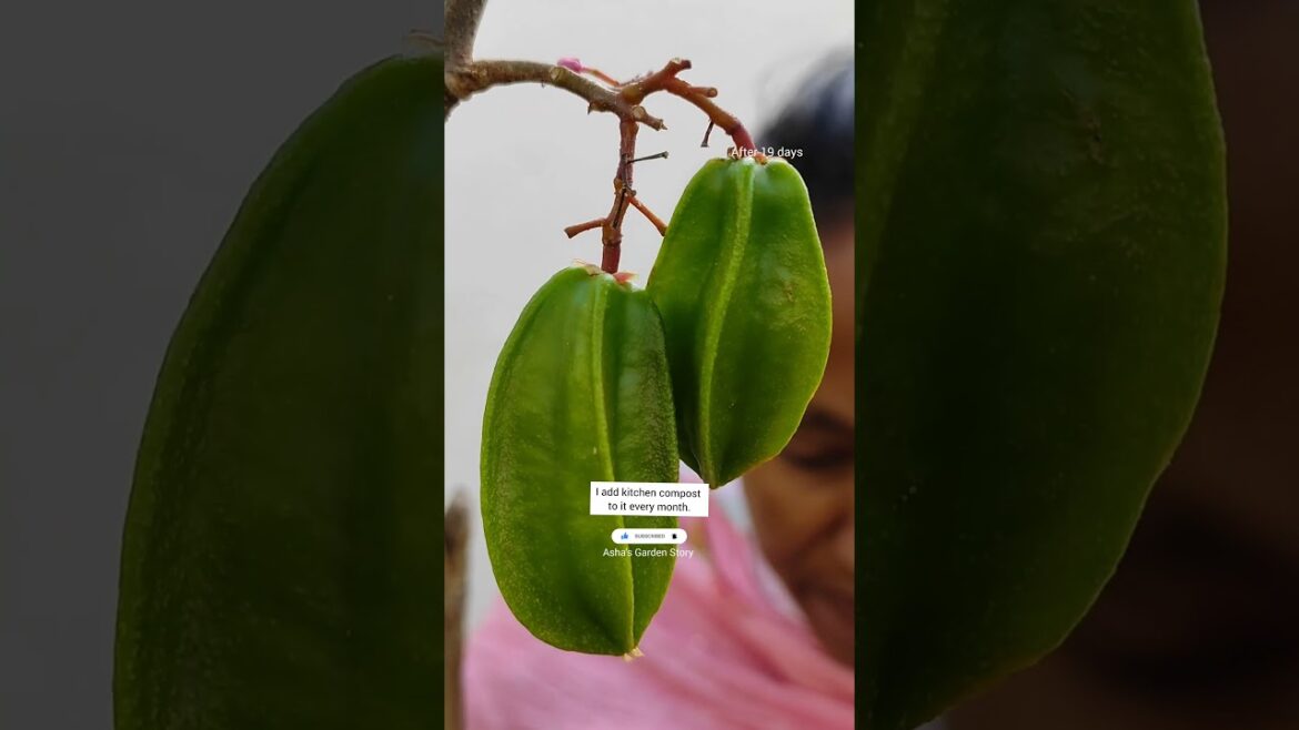 Star Fruit Harvest⭐Growing|Care Tips|कमरख|स्टार फ्रूटगमले गमले में उगाये✨#ashasgardenstory#shorts