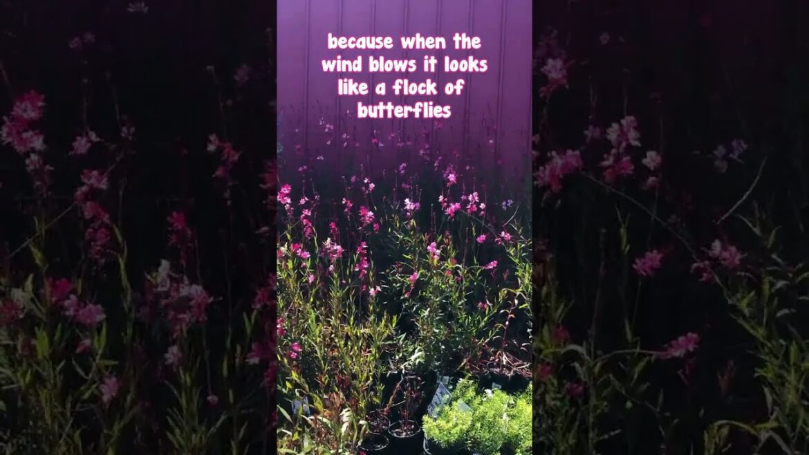 A dreamy kind of flower 🦋 Do you like it?🥰🩷💜🤍