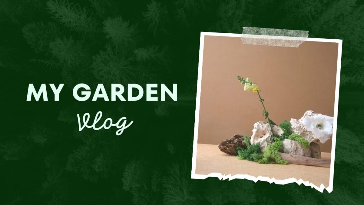 Yellow Rose Flower || Yellow rose Plant || My Garden  #gardening #roses