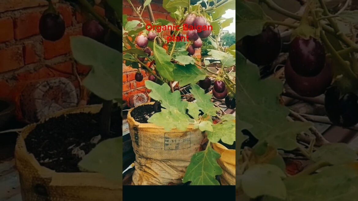 how to grow brinjal plant in pot,#gardening #grow #shorts how to grow brinjal plant in pot,#gardening #grow #shorts