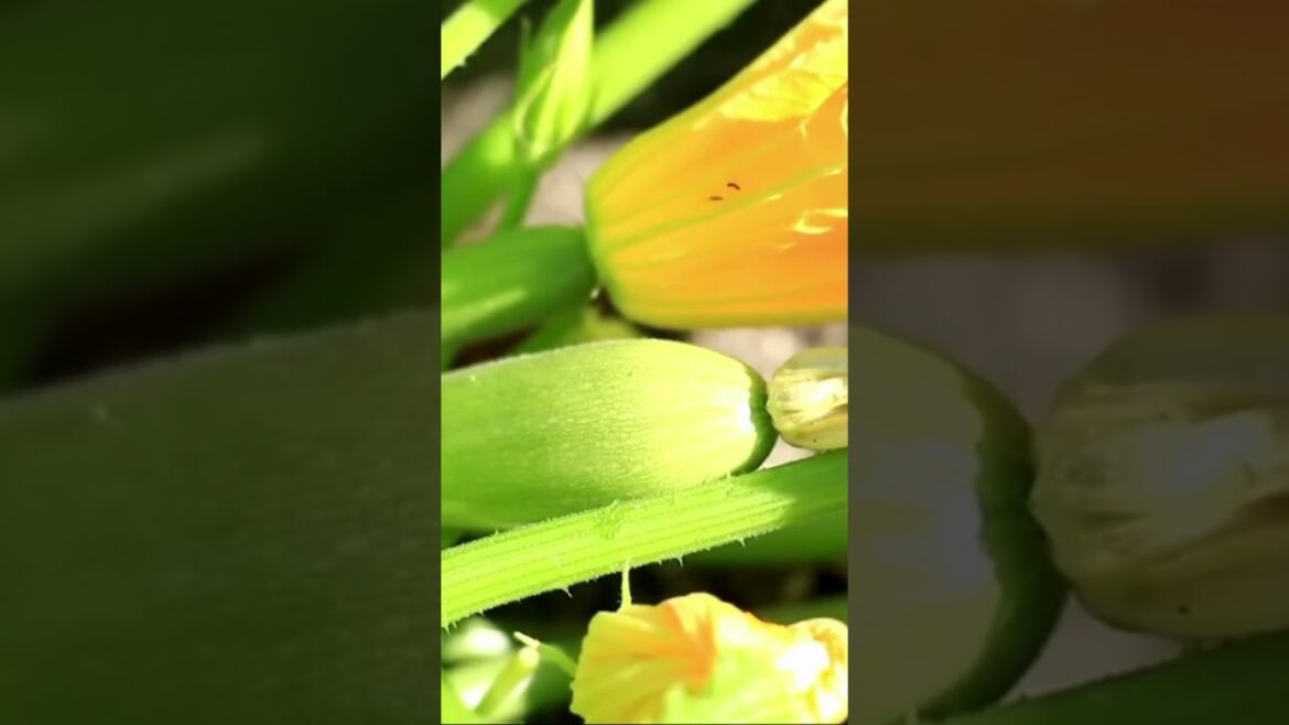 the easiest summer vegetable to grow, for beginners Zucchini | #gardening#containergardening