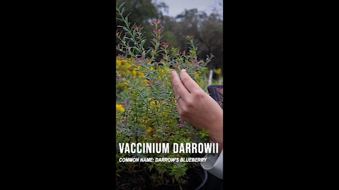 Vaccinium Darrowii – 2024 Edible Landscape Trends Vaccinium Darrowii – 2024 Edible Landscape Trends