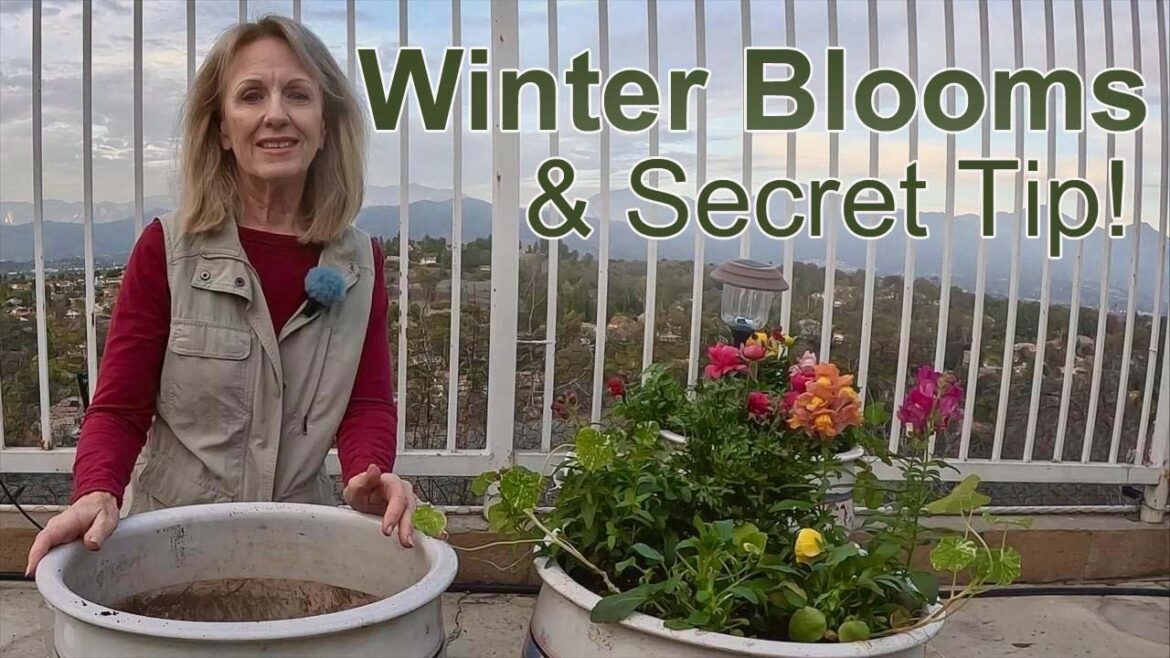 Potting Winter Flowers