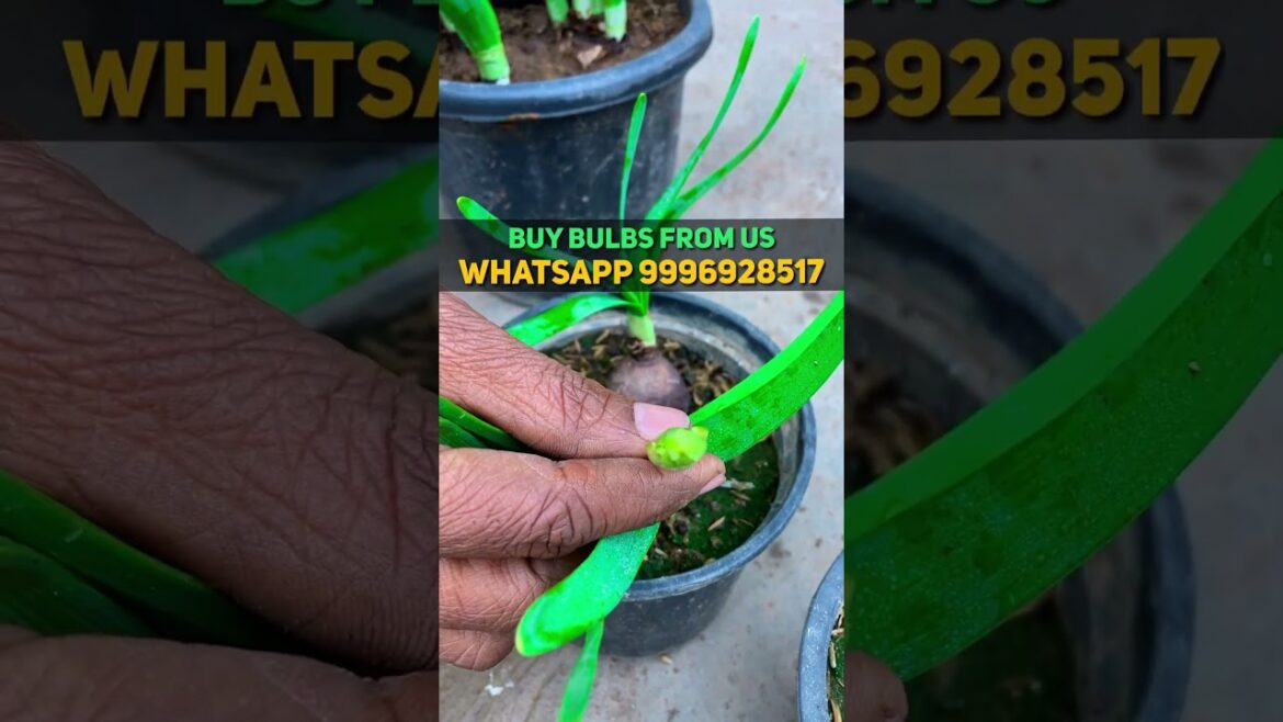 नरगिस के सुंदर फूल अपने घर लगाएँ || Nargis/DAFFODIL Flowers नरगिस के सुंदर फूल अपने घर लगाएँ || Nargis/DAFFODIL Flowers