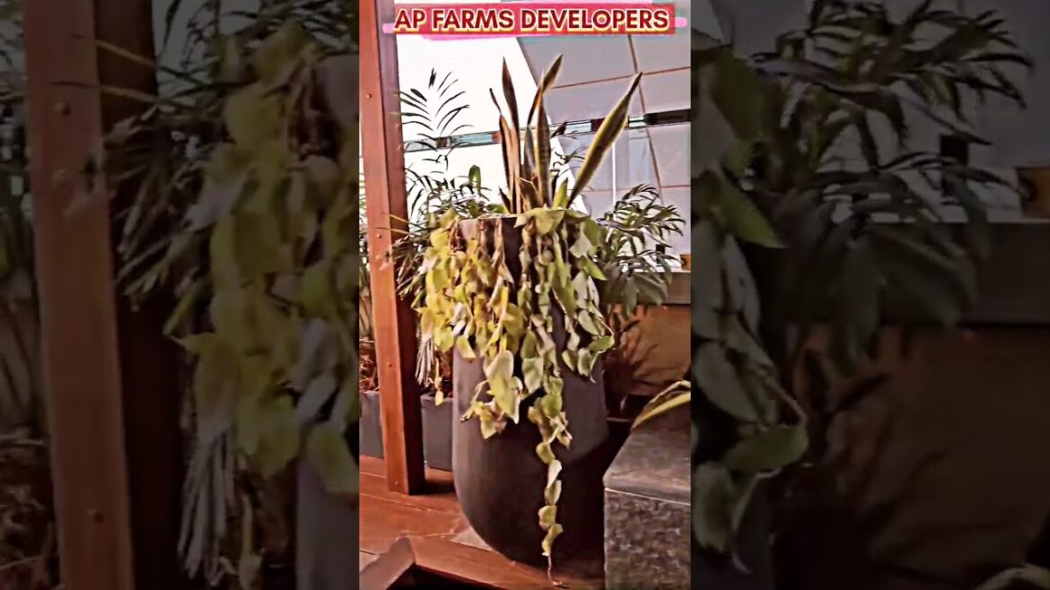 AP FARMS DEVELOPERS|#Terrace gardening|#Garden design|#Terrace plants|#gardening|#nature #gardening AP FARMS DEVELOPERS|#Terrace gardening|#Garden design|#Terrace plants|#gardening|#nature #gardening