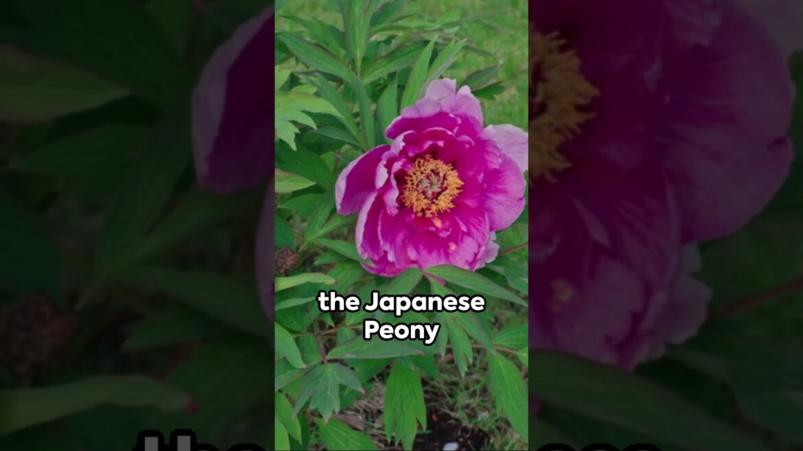 Peony Flower Power: Japanese Peonies