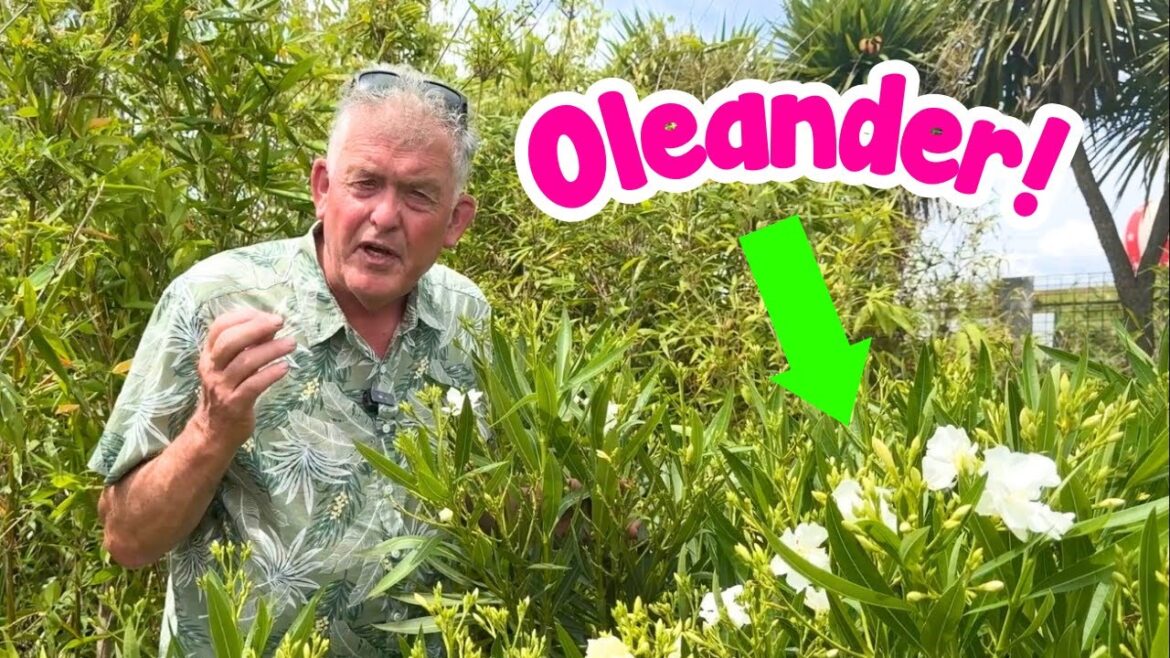 Beautify your garden with our Oleander!🌼🦋