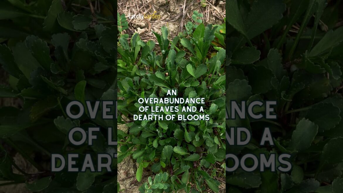 Why Your Shasta Daisies Aren't Blooming? 🌻🌿👍 // #shorts #gardening