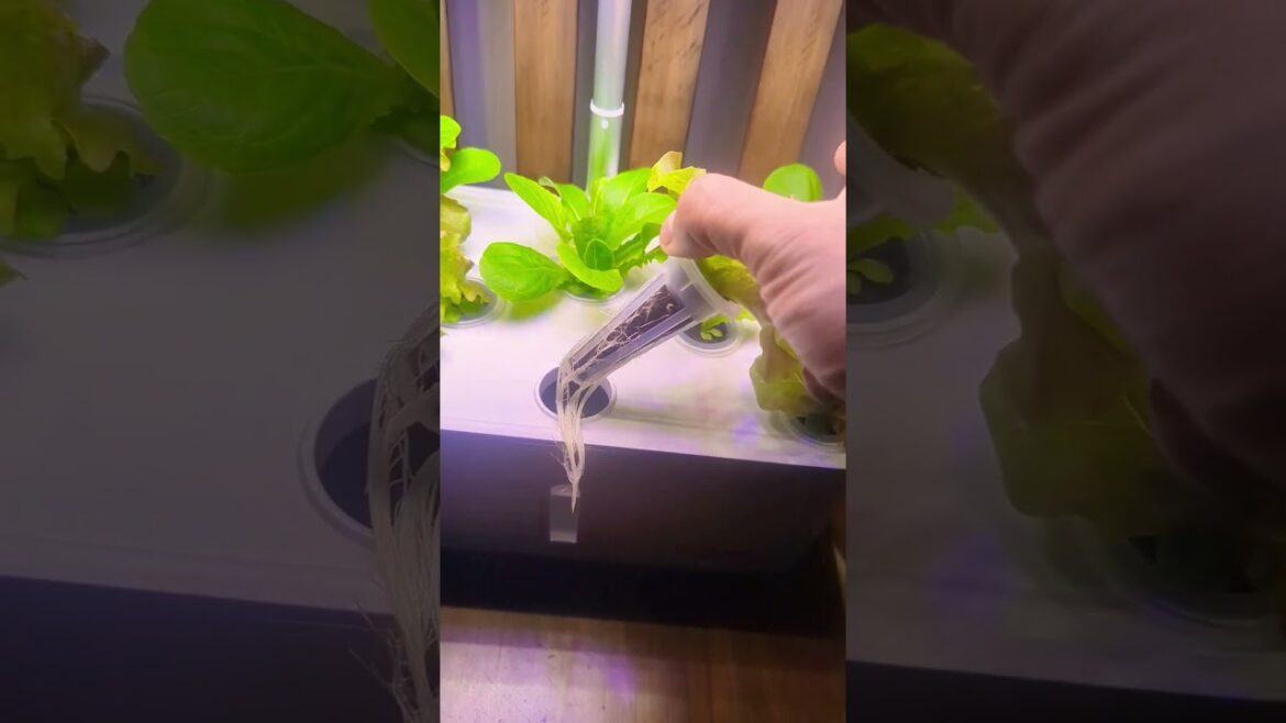 Perfect indoor smart garden for small space ( 3 weeks after) #gardening #garden #short
