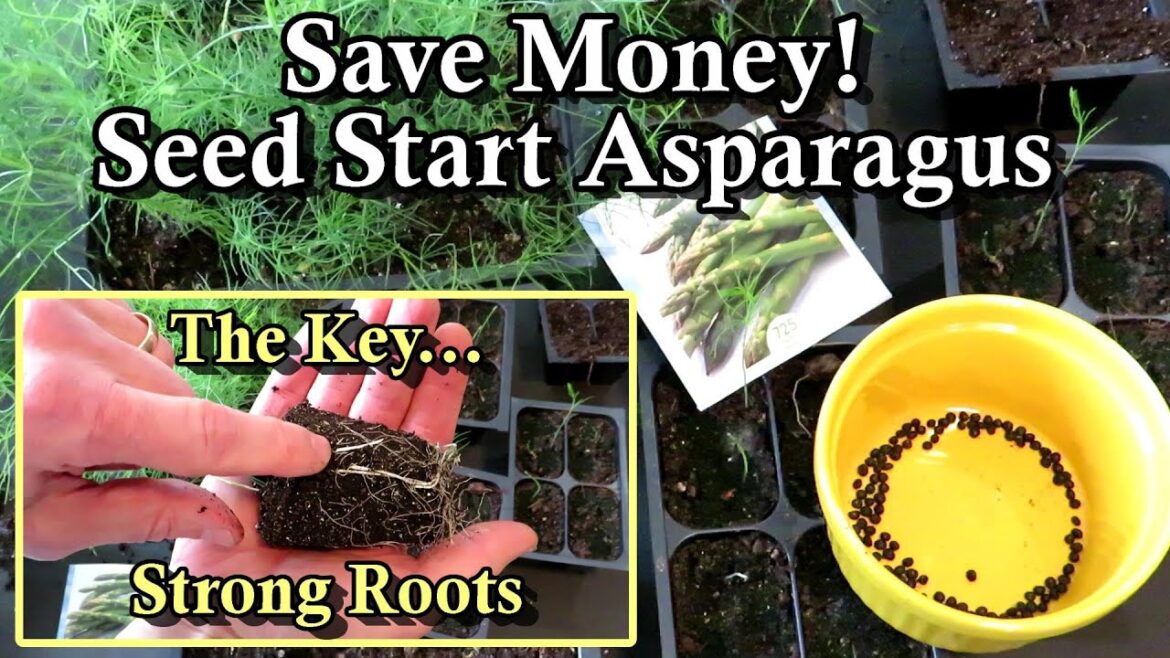 Gary Pilarchik: How to Seed Start Asparagus & Grow Asparagus Crowns for Transplants: All the Steps to Save Money! How to Seed Start Asparagus & Grow Asparagus Crowns for Transplants: All the Steps to Save Money!